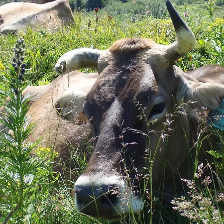 酒店 Restaurant Hemmi 楚尔瓦尔登