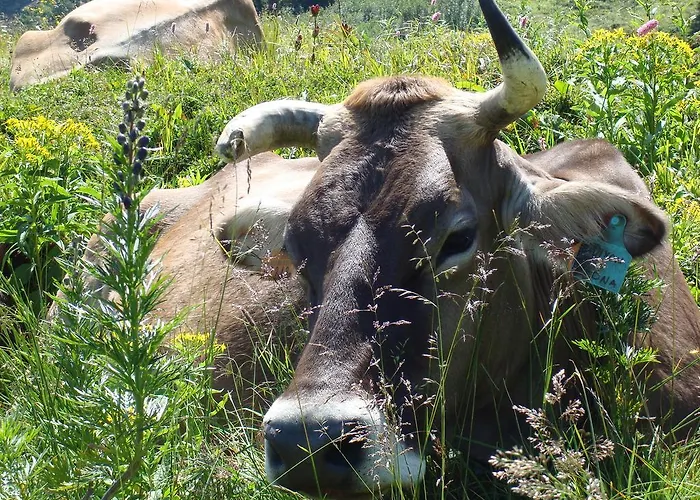 فندق Restaurant Hemmi شورفالدن